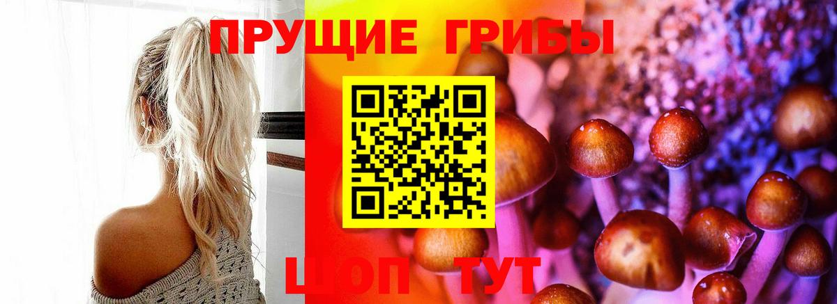 Галлюциногенные грибы GOLDEN TEACHER  Вход с VPN  купить наркоту  Псилоцибиновые грибы GOLDEN TEACHER  Новосибирск 